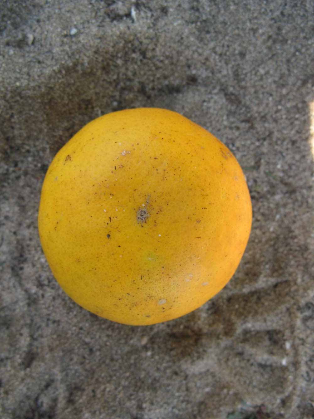              Fruit (Winter Haven, FL)       